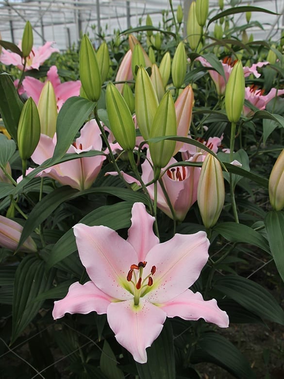 Emani | Onings Holland Flowerbulbs