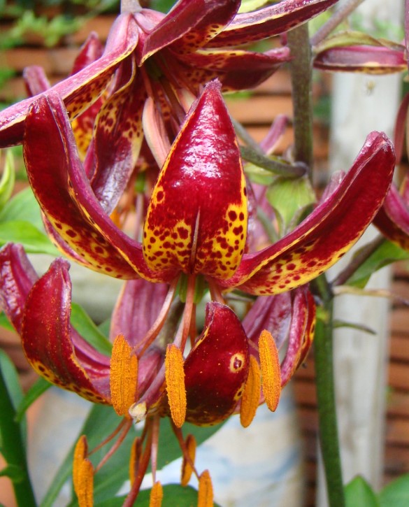 Arabian Knight | Onings Holland Flowerbulbs