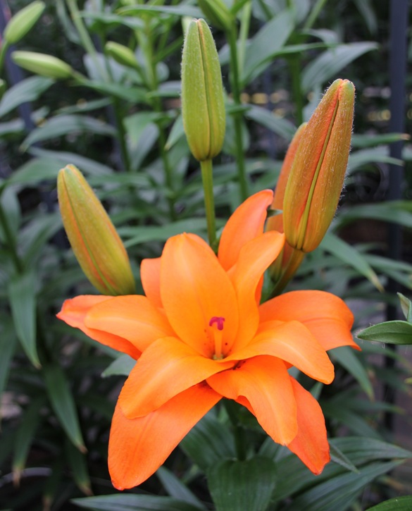 Stella Halftime | Onings Holland Flowerbulbs