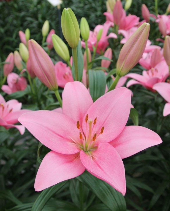 Corfinio | Onings Holland Flowerbulbs