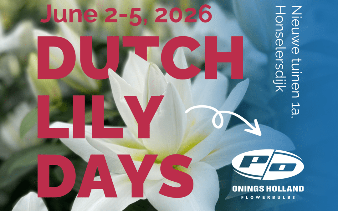 Dutch Lily Days at Onings: view and compare the world’s largest assortment of lilies in bloom