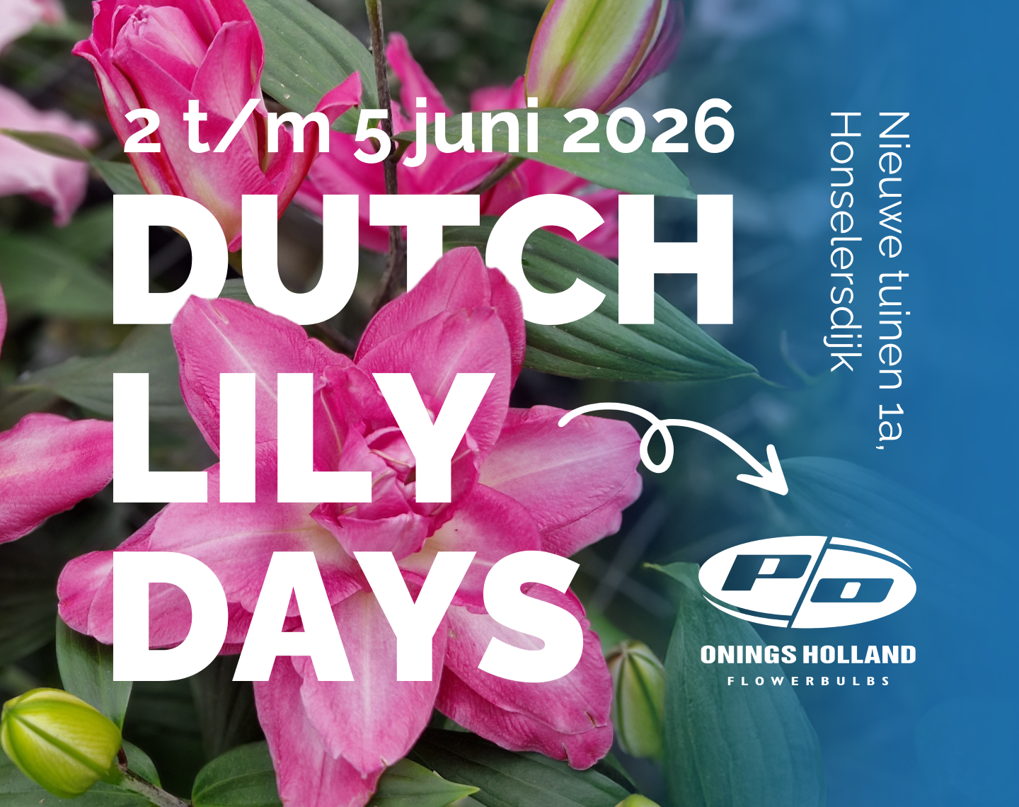 DLD Onings – NL – roze