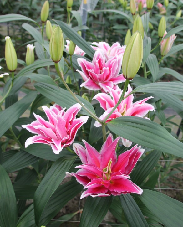 Fabienne | Onings Holland Flowerbulbs