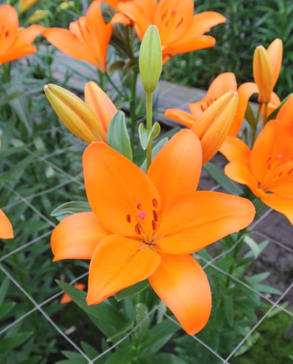 Farinella Onings Holland Flowerbulbs