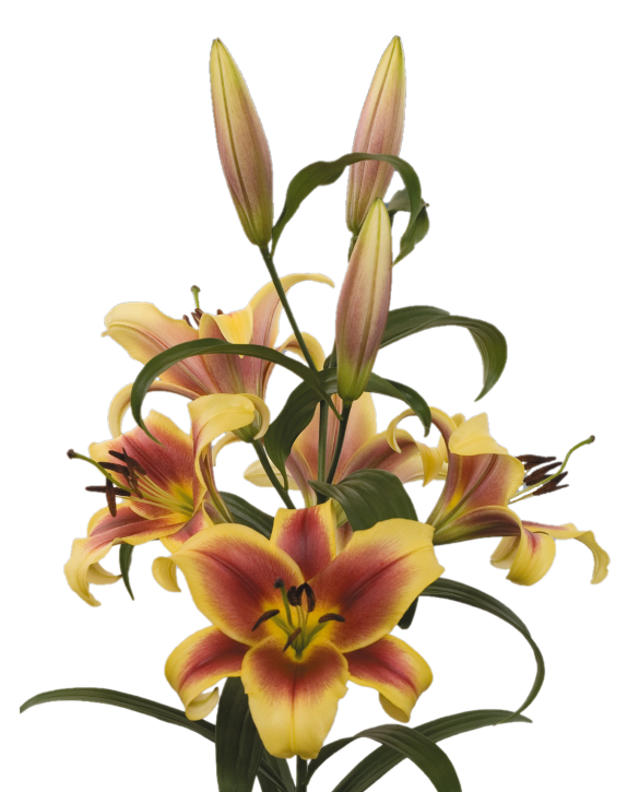 Flavia | Onings Holland Flowerbulbs