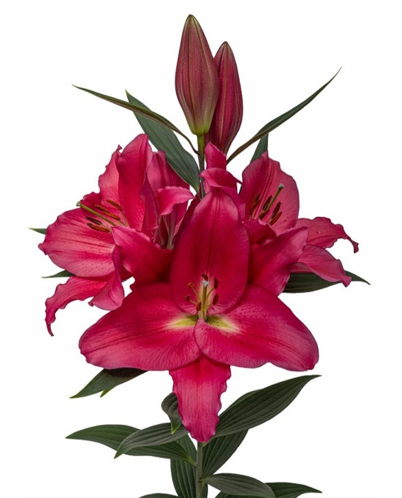 Amadello | Onings Holland Flowerbulbs