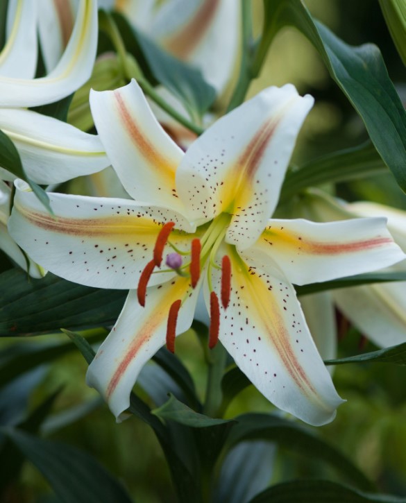 Garden Party | Onings Holland Flowerbulbs