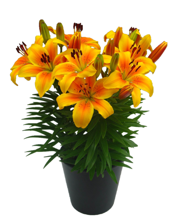 Golden Joy | Onings Holland Flowerbulbs