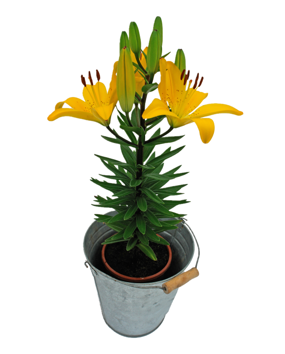 Golden Matrix | Onings Holland Flowerbulbs