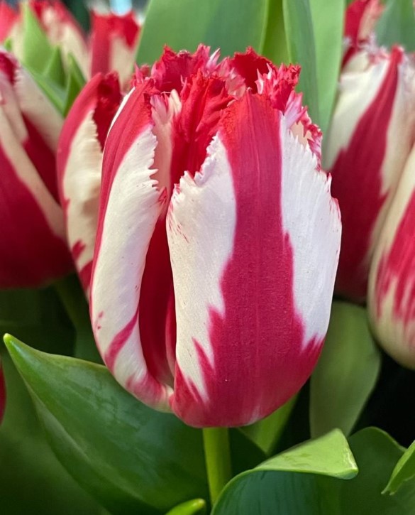 Happy Clown | Onings Holland Flowerbulbs