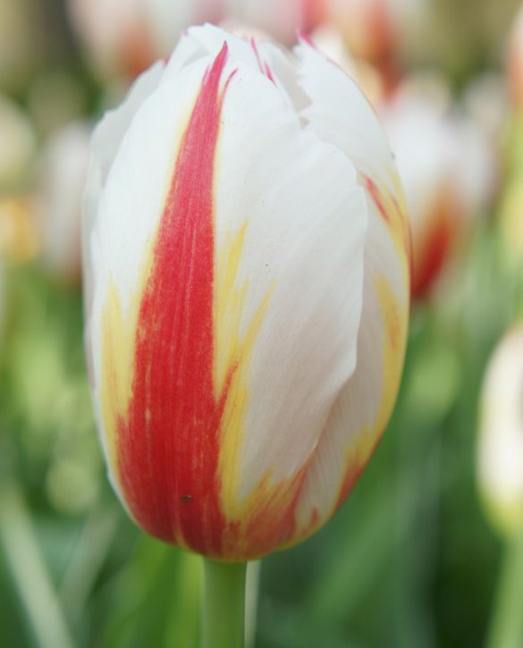Happy Generation | Onings Holland Flowerbulbs