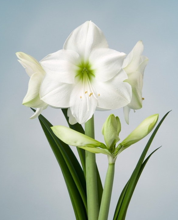 Casablanca | Onings Holland Flowerbulbs