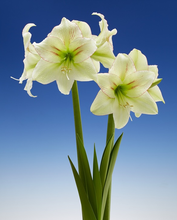 Florest Sunset | Onings Holland Flowerbulbs