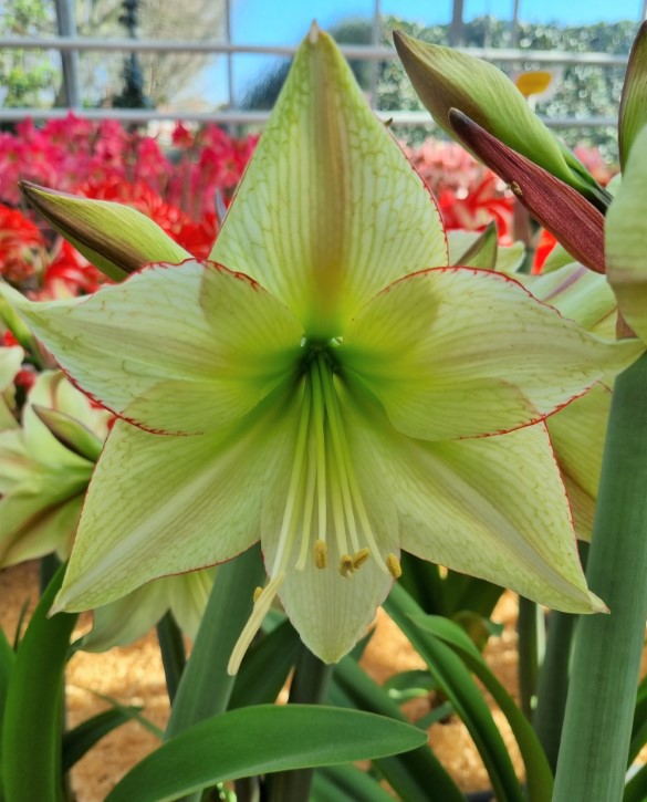 Lemon Cream Onings Holland Flowerbulbs