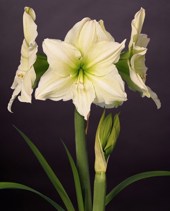 Lemon Grandise | Onings Holland Flowerbulbs