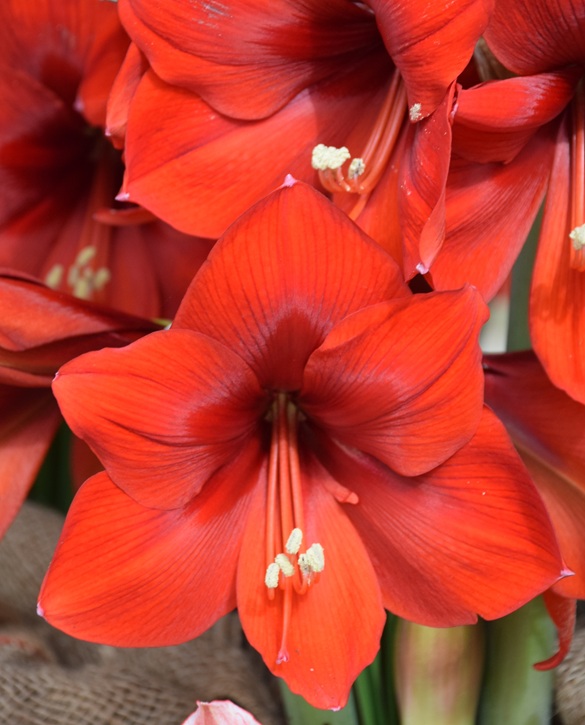 Naranja | Onings Holland Flowerbulbs