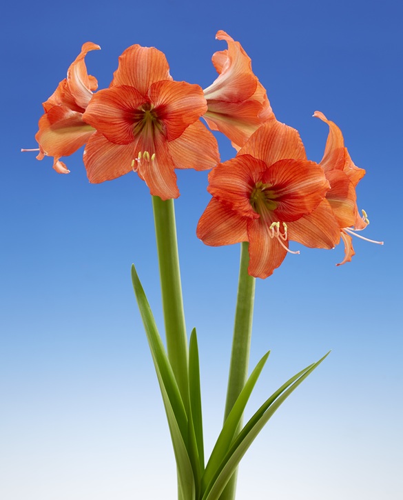 Orange Queen | Onings Holland Flowerbulbs