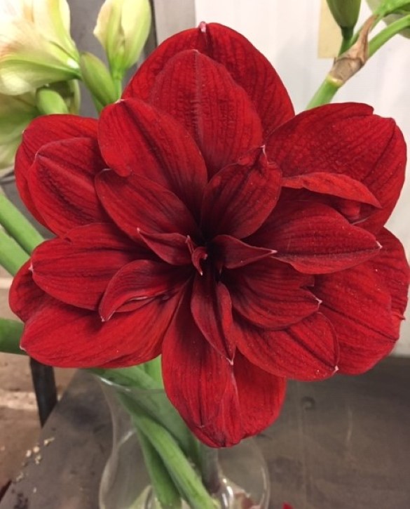 Scarlette Belle | Onings Holland Flowerbulbs