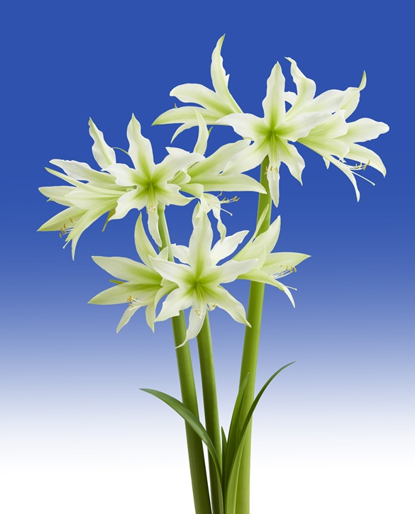 White Nile | Onings Holland Flowerbulbs