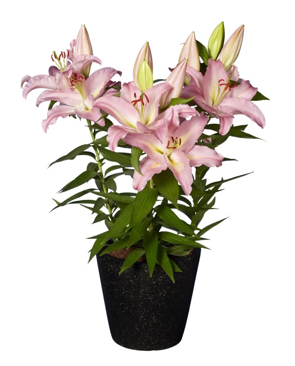 Light Romance | Onings Holland Flowerbulbs