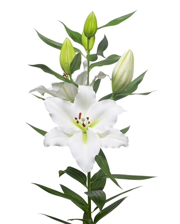 Tourega | Onings Holland Flowerbulbs