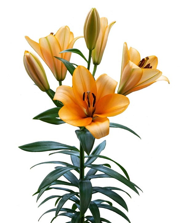 Orange Emperor | Onings Holland Flowerbulbs