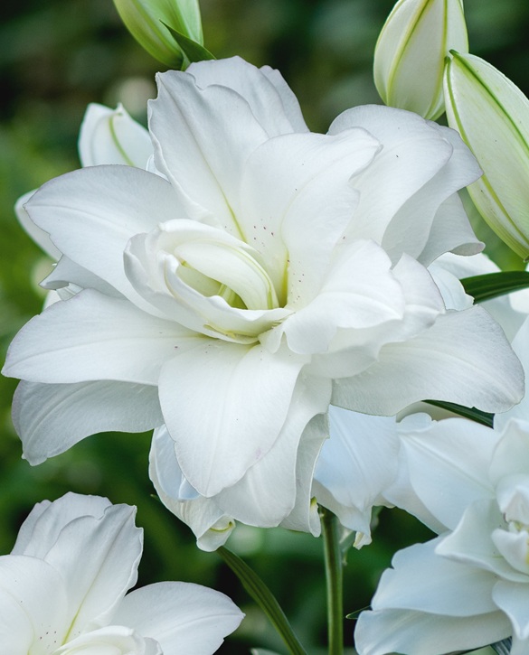 Lotus Pure | Onings Holland Flowerbulbs