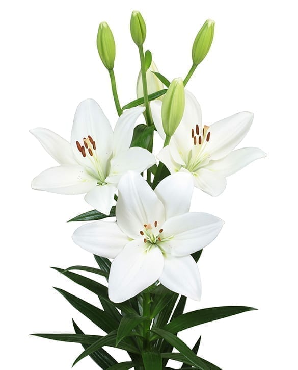 Mary Ann | Onings Holland Flowerbulbs
