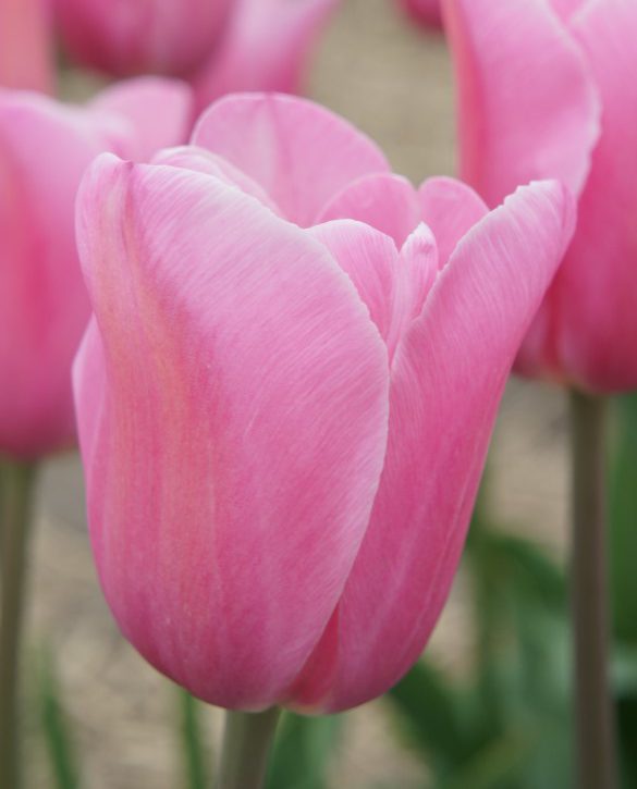Mistress | Onings Holland Flowerbulbs
