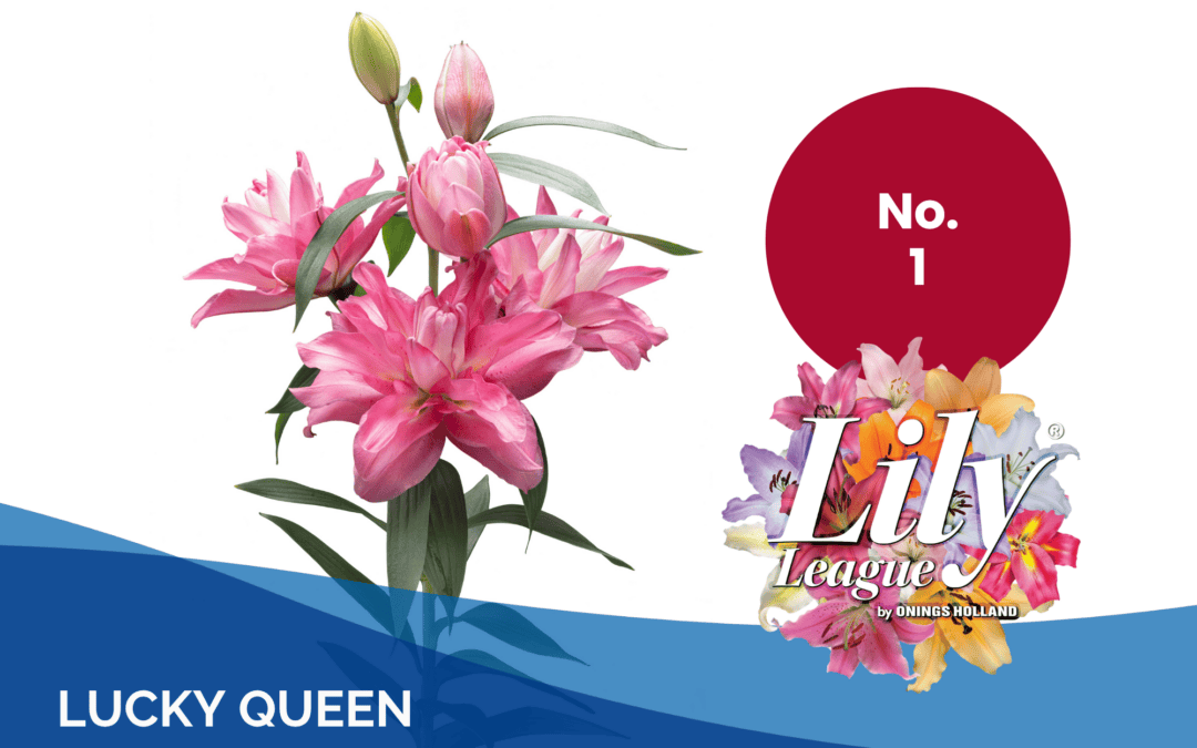 Lily League® 2026 bevestigt groei van dubbelbloemige lelies