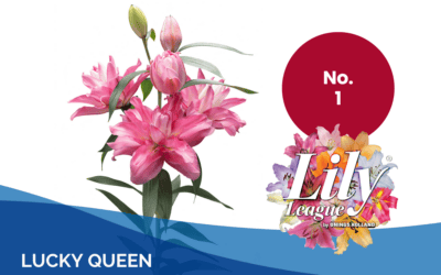 Lily League® 2026 bevestigt groei van dubbelbloemige lelies