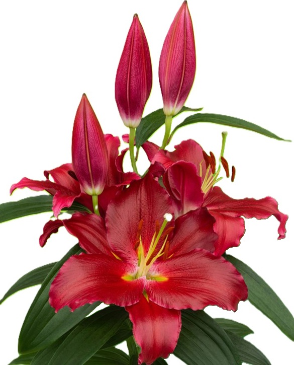 Zamora | Onings Holland Flowerbulbs