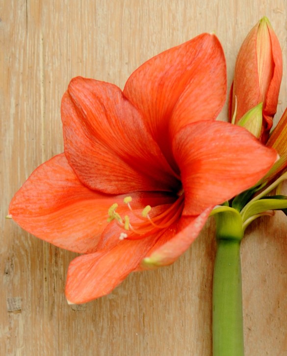 Orange Souvereign | Onings Holland Flowerbulbs