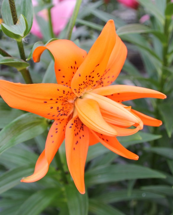 Orangerie | Onings Holland Flowerbulbs