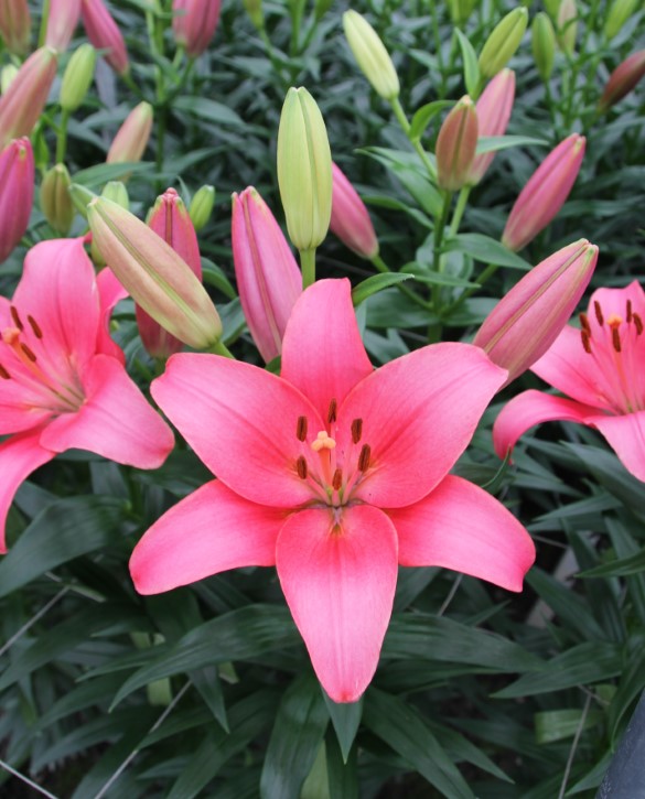 Pink Pleasure | Onings Holland Flowerbulbs