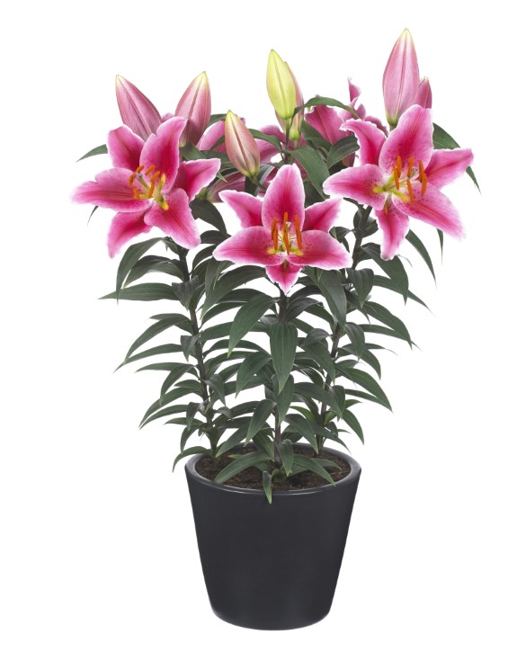 Pink Romance | Onings Holland Flowerbulbs