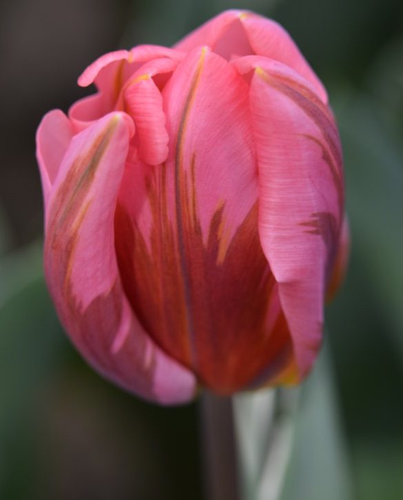 Pretty Princess | Onings Holland Flowerbulbs