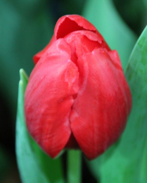 Red Power | Onings Holland Flowerbulbs