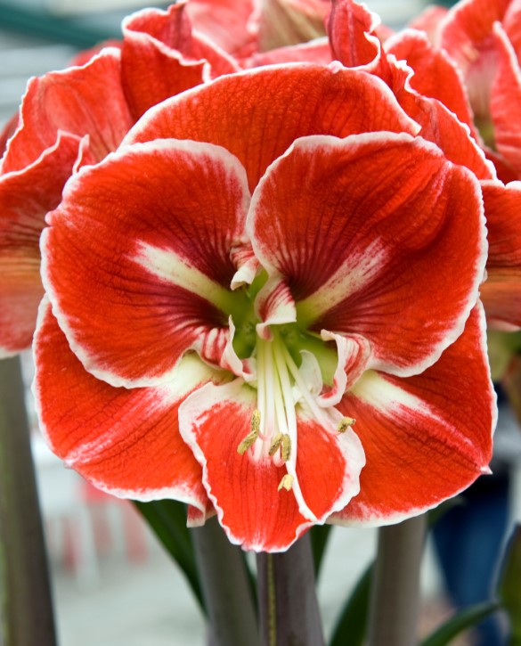 Samba | Onings Holland Flowerbulbs