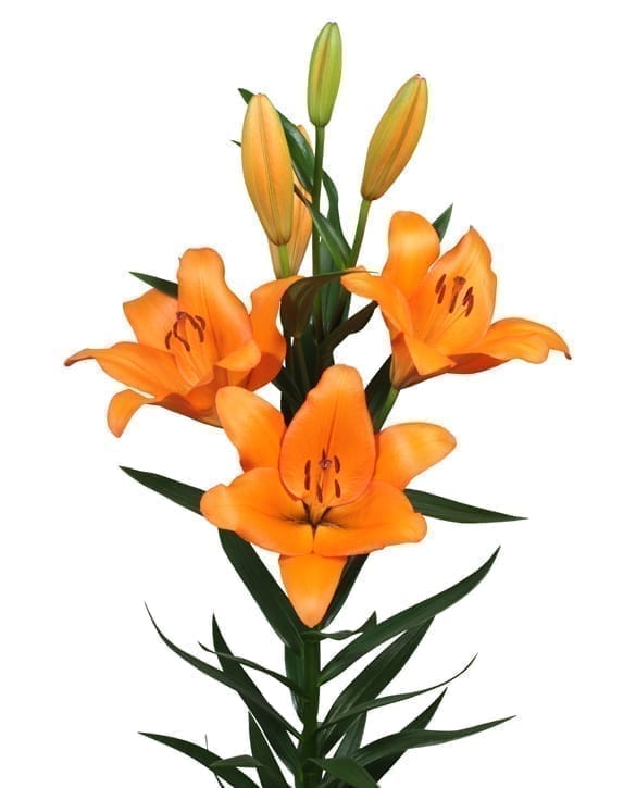 San Lugano | Onings Holland Flowerbulbs