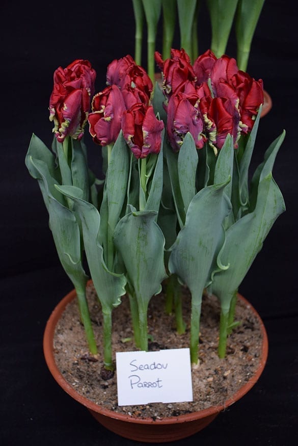 Seadov Parrot Onings Holland Flowerbulbs
