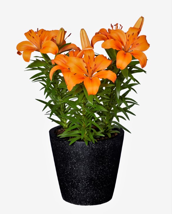 Pleasant Joy | Onings Holland Flowerbulbs
