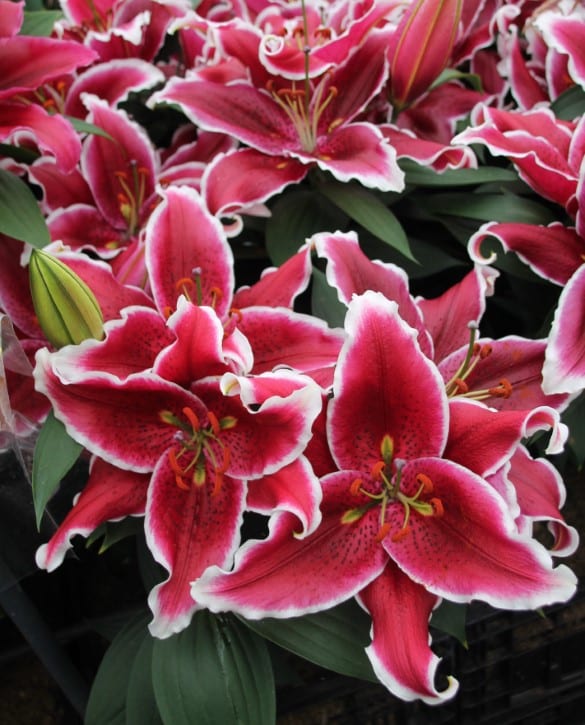 Smooth Romance | Onings Holland Flowerbulbs