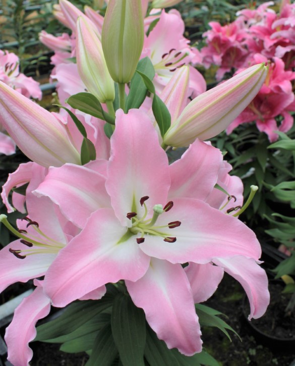 Soft Romance | Onings Holland Flowerbulbs