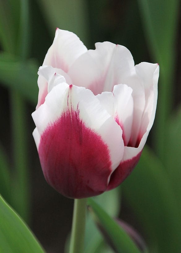 Spitsbergen Onings Holland Flowerbulbs
