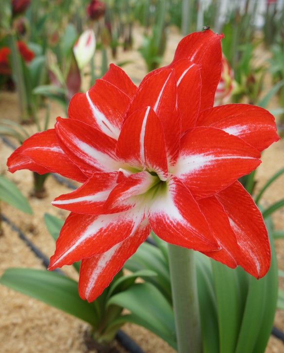 Splash | Onings Holland Flowerbulbs