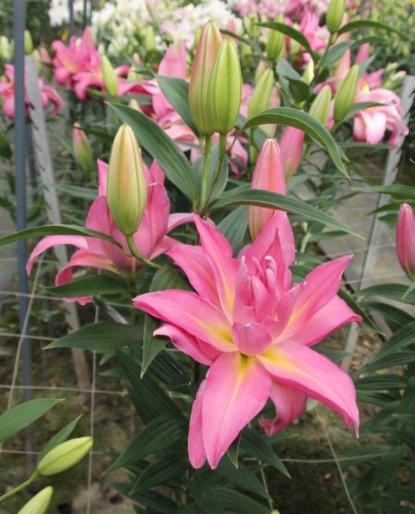 Spring City | Onings Holland Flowerbulbs