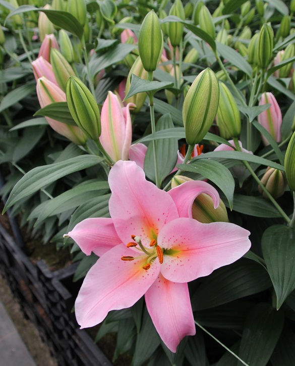 Sweet Romance | Onings Holland Flowerbulbs