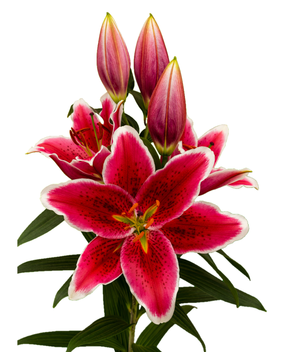 Tarzo Onings Holland Flowerbulbs