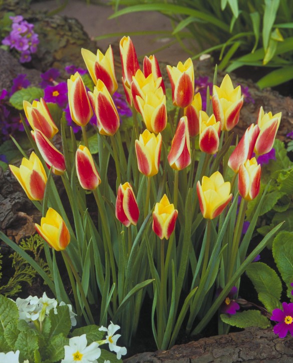 Tinka | Onings Holland Flowerbulbs